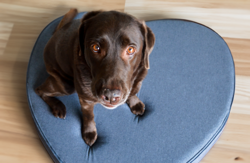 lit pour chien