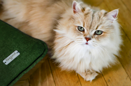 coussin pour chat et chien