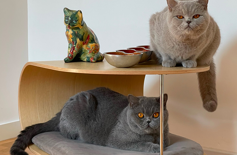 meuble pour chat