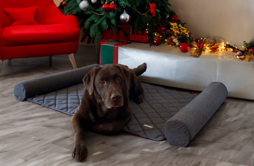 tapis pour chien