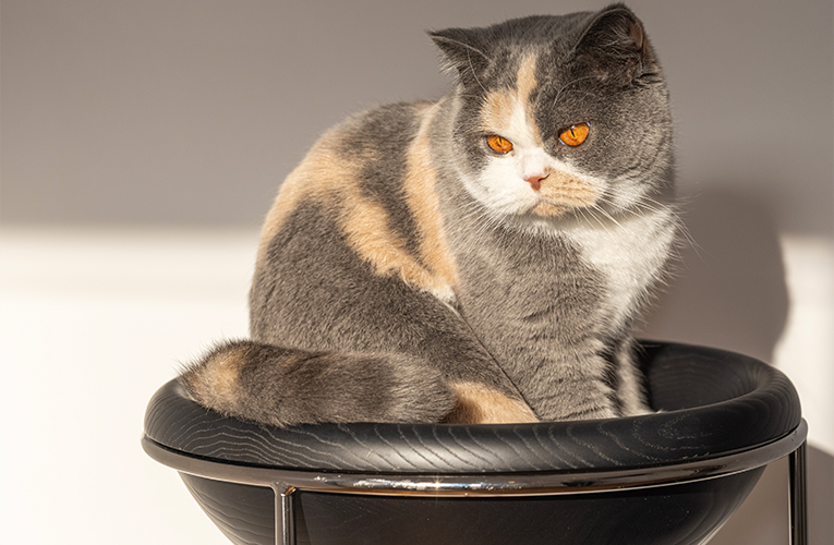 preserver santé chat