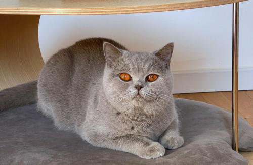 cat bed and end table