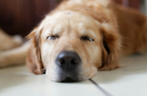 golden retriever chien