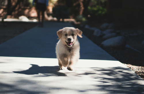 golden retriever chien