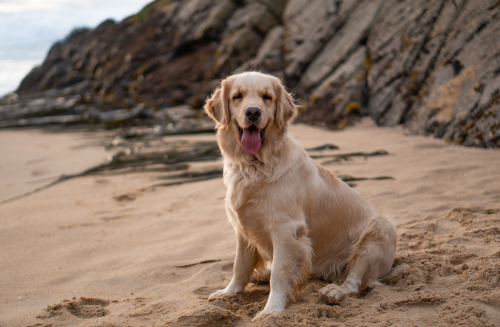 golden retriever chien