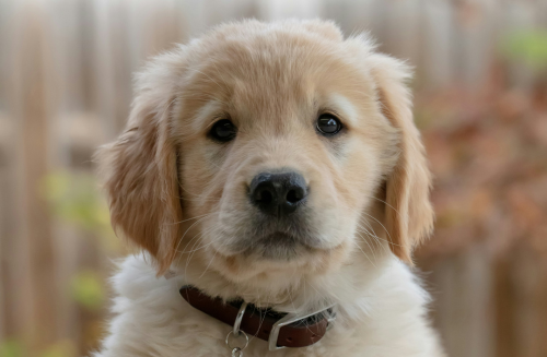 golden retriever chien