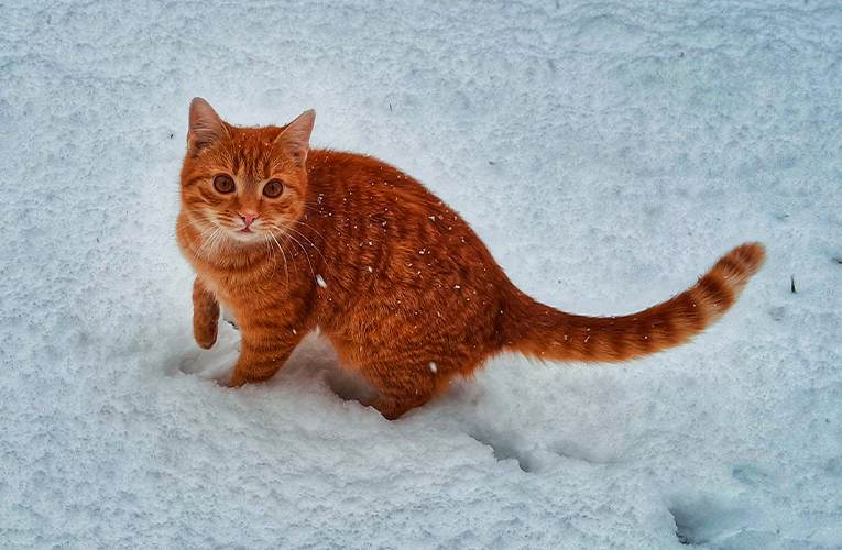 entretenir poil chat hiver