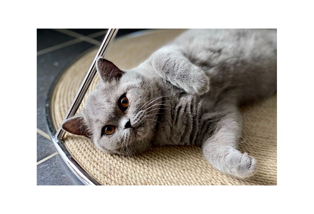5 astuces pour donner envie au chat d’utiliser son griffoir (plutôt que le canapé…) 