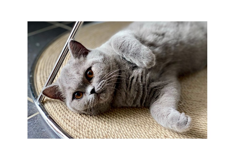 Comment faire pour que mon félin aille dans son lit pour chat design ?