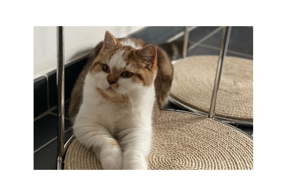 Comment choisir le meilleur griffoir pour chat pour votre félin ?
