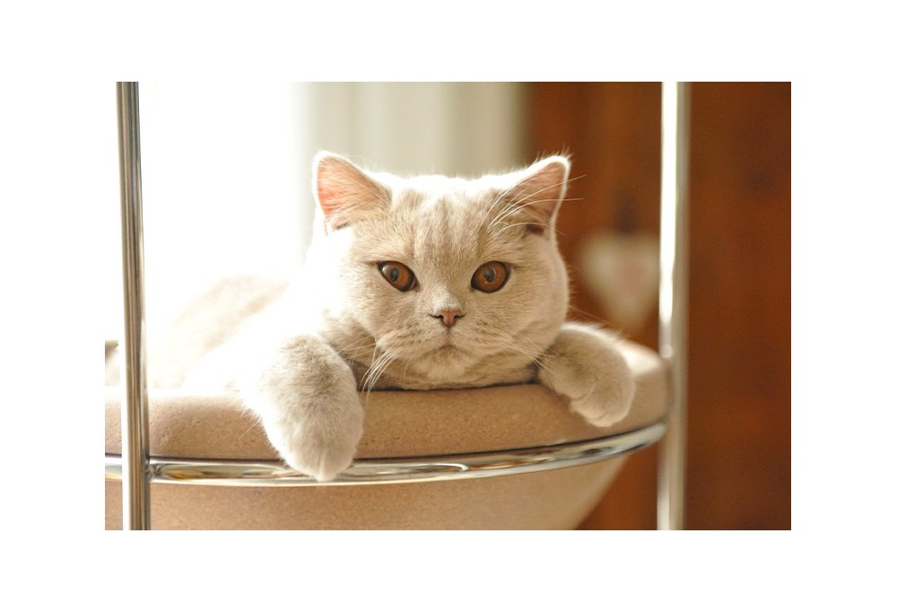 Mon chat ne dort pas la nuit : que faire ?