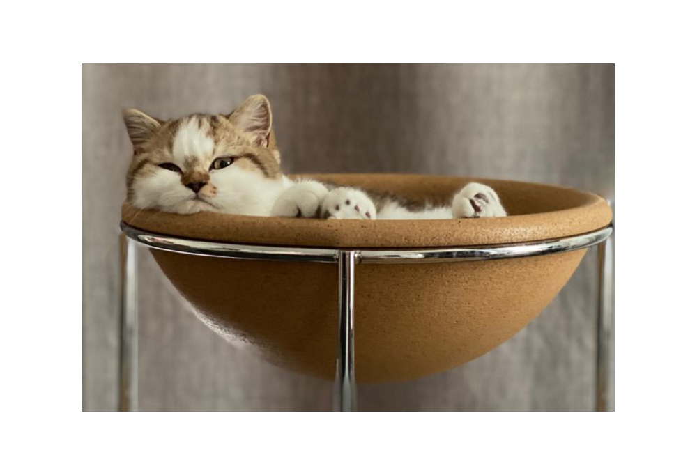 Comment protéger son chat en été ?