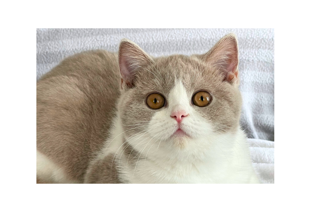 Les gestes de premiers secours pour les chats et les chiens