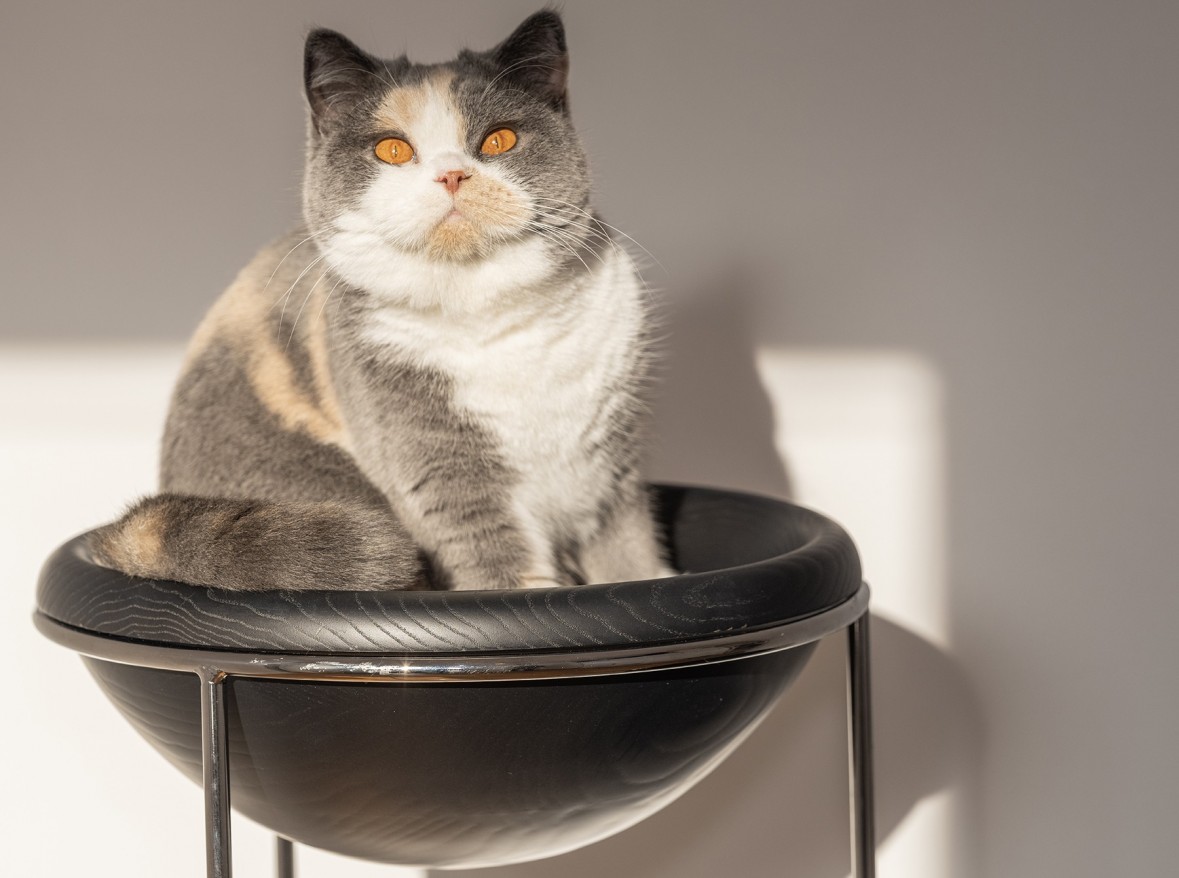 Suzon dans son arbre à chat Cosmos ✨