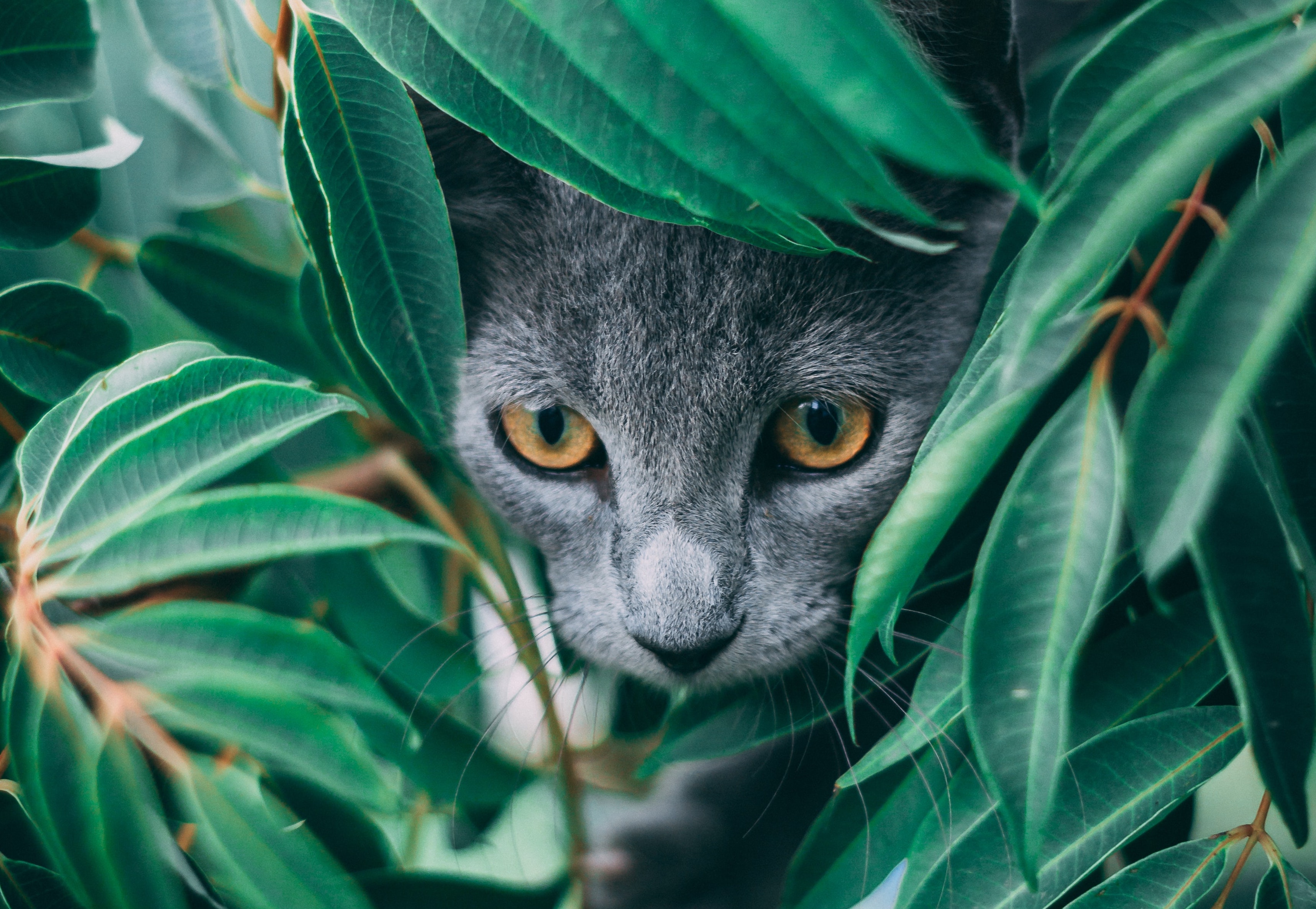 chat