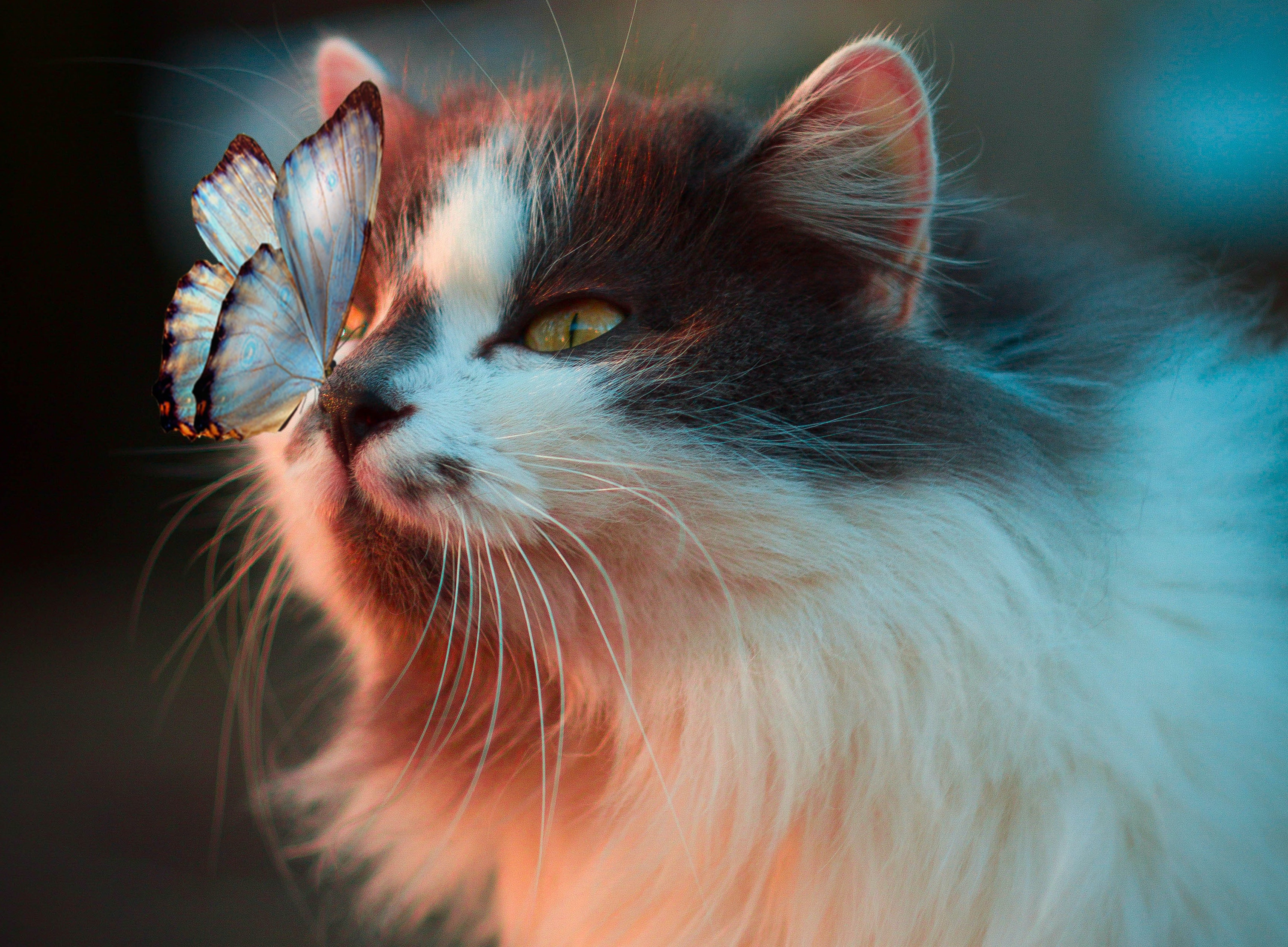 chat